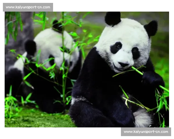 墨西哥为 35 岁大熊猫 “欣欣” 庆生 海外最长寿 “友谊大使” 迎百岁华诞